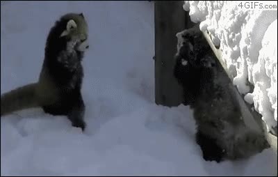 pela,red panda,feroz,nieve