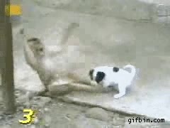 mono,cachorro,reir,chiste