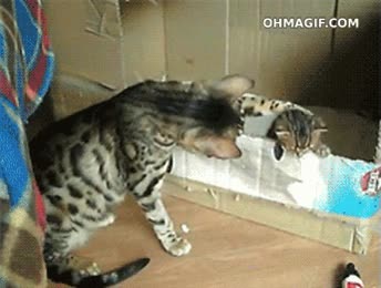 gatos,buen intento,hijo