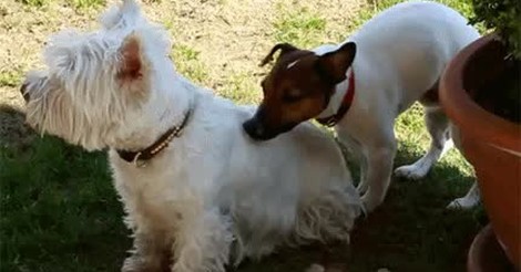 ¡Vaya GIF! / Antes el hombre invisible, ahora llega el perro invisible