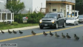 patitos,fila,precioso,coches,trafico