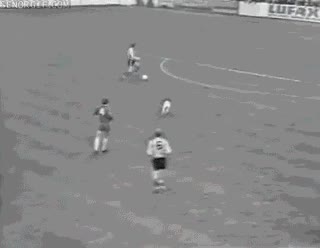 partido,espontaneo,perro