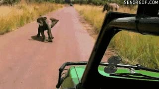 elefante,caza,rey,selva,botswana