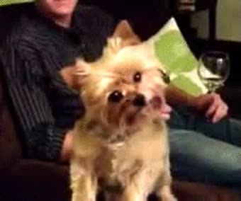 perro,atención,orejas