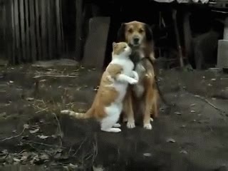 perro,gato,enfado,pareja