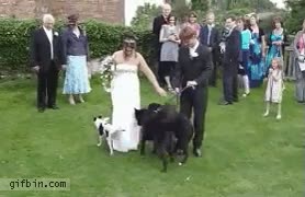 boda,territorio,vestido de la novia,perros