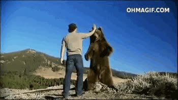chocar,cinco,oso