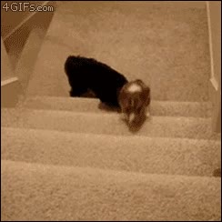 ayuda,perrito,escaleras