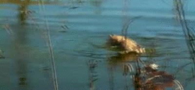 lago,hielo,agua,gato,capa