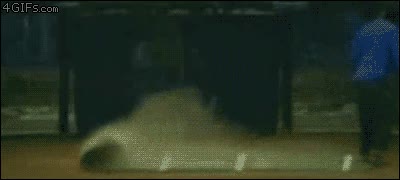 alfombra,gato,de dentro