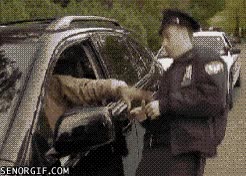 trolleando a la policia,conductor