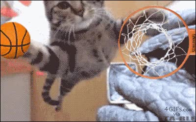gato,salto,canasta