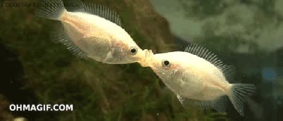 peces,pez,beso,morreo