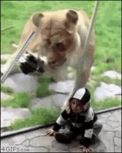 niño,león,zoo,ataque,cebra