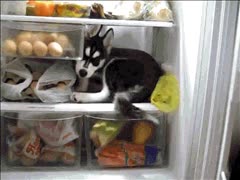 perro,husky,frigorífico,cómodo,fresco,calor