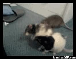 hamsters,ratas,peleas