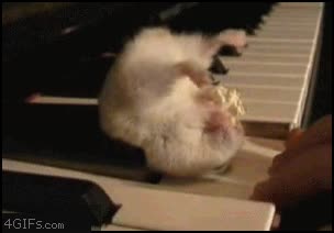 Hamster,comer,queso,piano