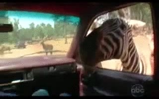 cebra,peaje,#novullpagar,ventana,coche