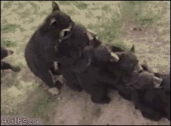 osos,fila,desorden
