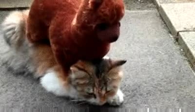 perro,gato,masaje,espalda,peluche