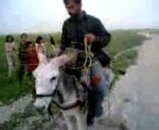 burro,donkey,intermitente,stereo