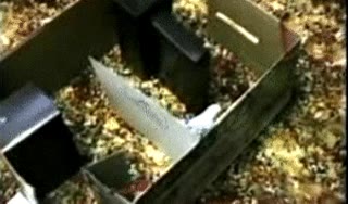 circuito,laberinto,pájaro,periquito