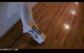 Gato,caja,cabeza,meter