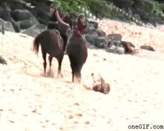 caballo,playa,golpe,perro,KO