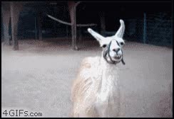 Llama,fabulosa