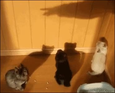 gato,pared,sombra,trolleo