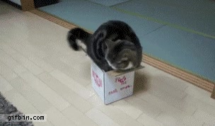 gif,gato,caja