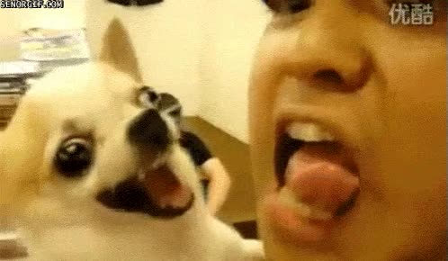 perro,atacar,morder,lengua