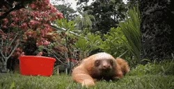 perezoso,arrastrarse,mando,tele