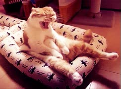 cansado,tumbado,bostezar,vago,gato