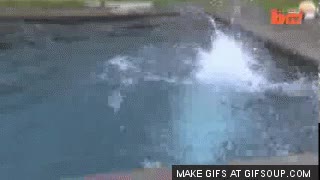 oso polar,amenaza,vacilar,zoo,piscina