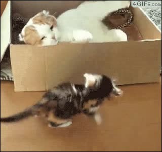 caja,gato,molestar,pegar
