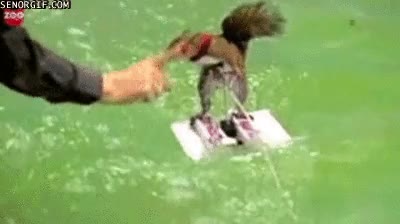 ardilla,agua,esquí,crack