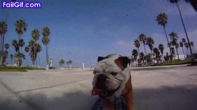 skater,bulldog,perro,monopatin