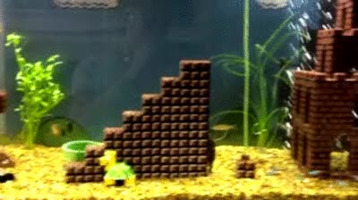 agua,mario,super mario,acuario,peces