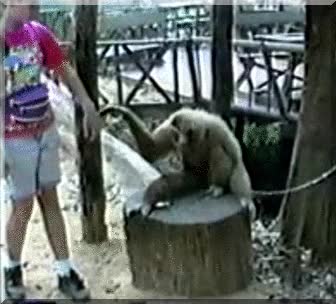 mono,cosquillas,zoo,niña