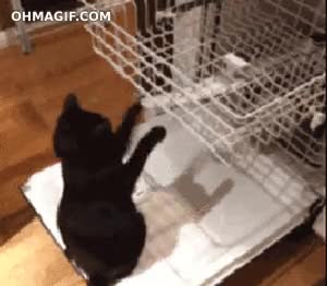 jugar,animal,mascota,gato,entretener