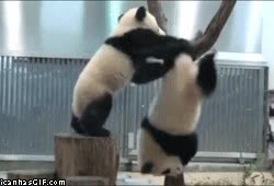 pandas,borrachos,caída