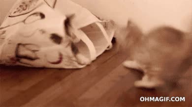 salto,gato,animal,ver,otro