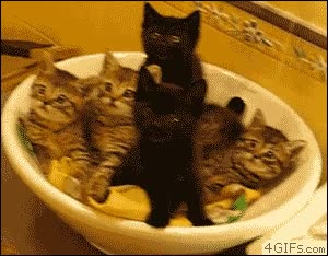 lavabo,Gatos,pica,sincronizados