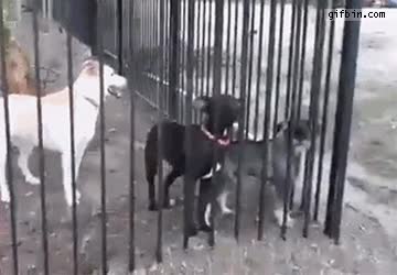 ayudar,escapar,perro,cárcel,barras