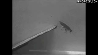 bicho,insecto,saltamontes,física,rampa