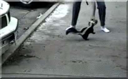 mofeta,caja,cabeza,atrapada