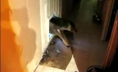 puerta,trampilla,ciervo,casa,entrar,colarse