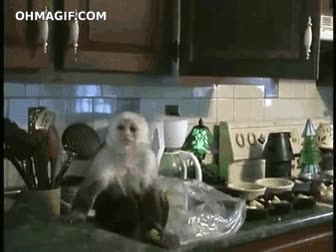 mono,ladr&oacute;n,robar,in fraganti