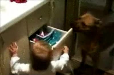 cajón,bebé,perro